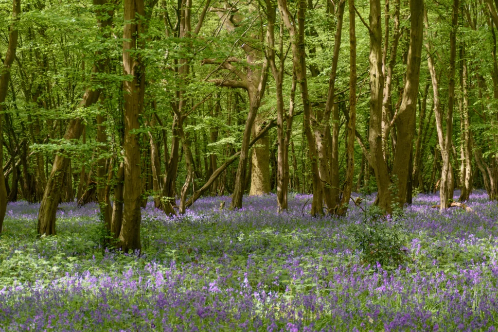 Heartwood Forest also know as bluebell woods